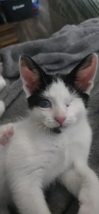 Franklin
