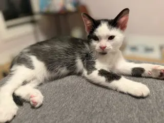 Charles