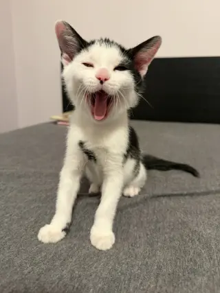 Winston