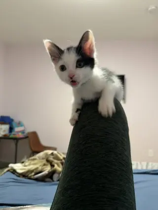 Winston