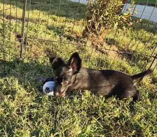Roo