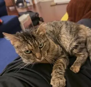 Junipurr aka Juni