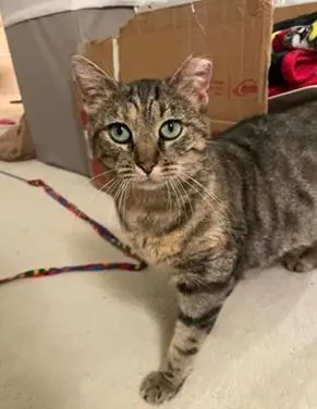 Junipurr aka Juni