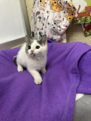 Rumi