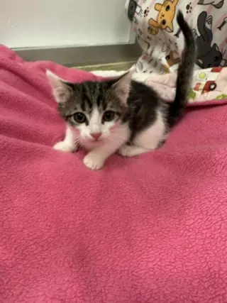 Pete