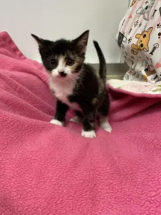 Cora