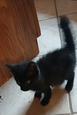Gimpy