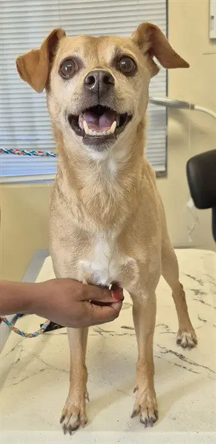 GUS