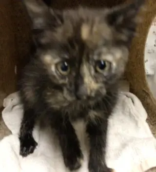 TOOTSIE