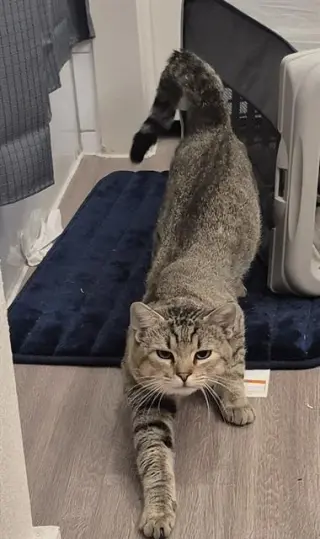 MR.BEANS