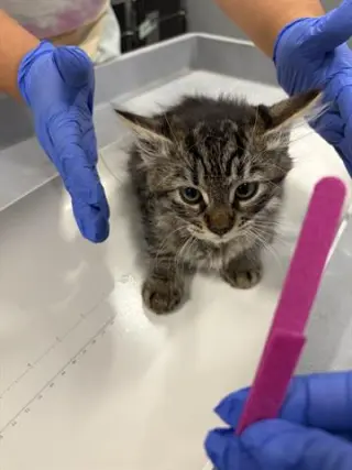 CIRO