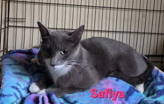 Safiya