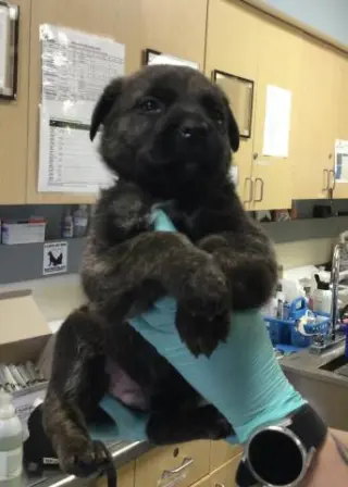 MELLO