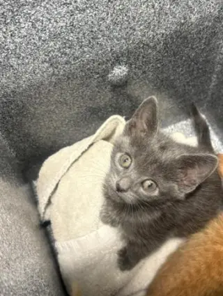 KIKI