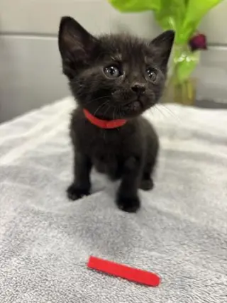 LUNA