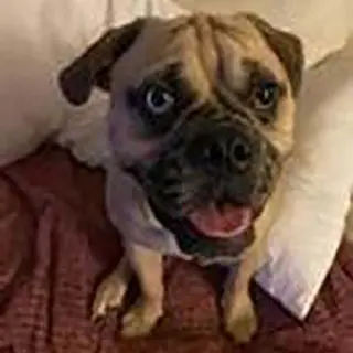 Chunk