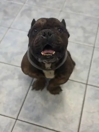 Igor