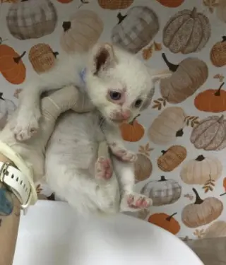 SUGAR