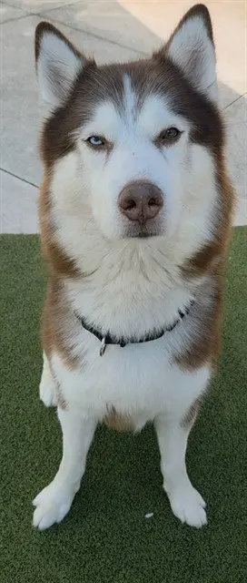 THOR