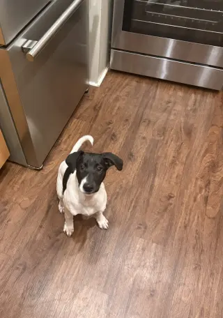 Puppy Nellie