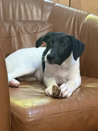 Puppy Nellie