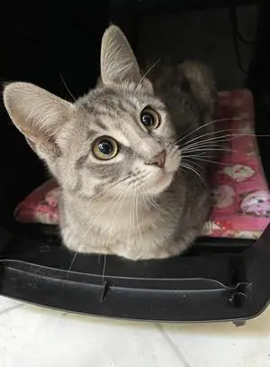 Josie