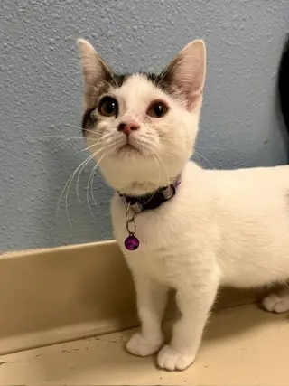 Juniper