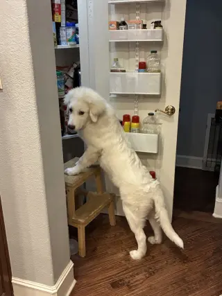 Max