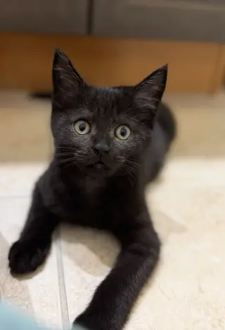 Moby
