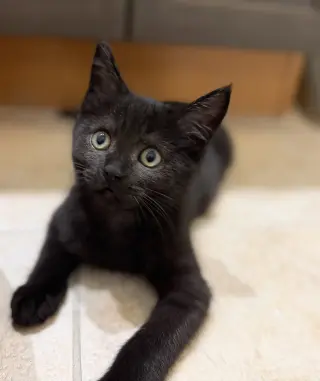 Moby