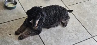 Phoebe