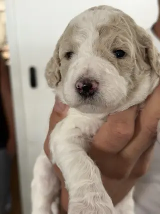 Poodle Pup