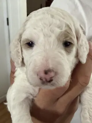 Poodle Pup