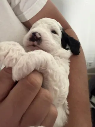 Poodle Pup