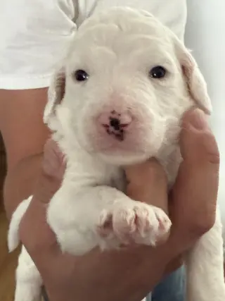 Poodle Pup