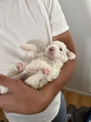 Poodle Pup