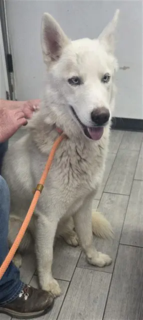 *BALTO