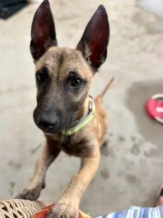 Mali