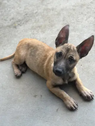 Mali