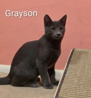 Grayson