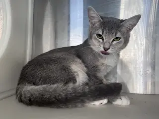 Dina