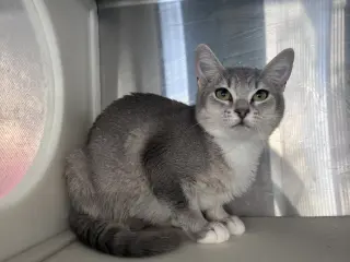 Dina