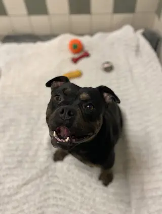 Estrella