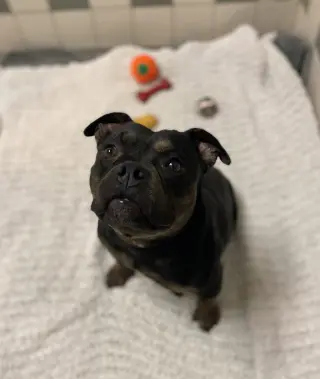 Estrella