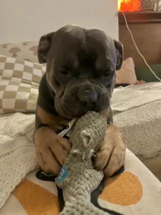 Zeus