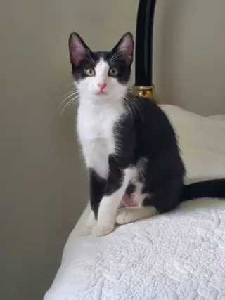 Max (Maxine)