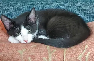 Max (Maxine)