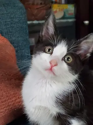 Max (Maxine)
