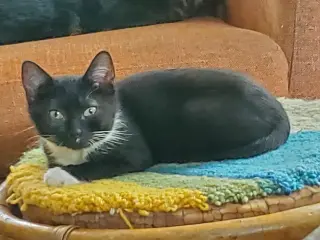 Sweet Pea