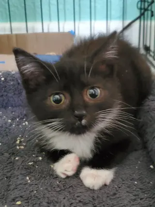 Sweet Pea